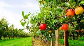 Растениеводство. Садоводство